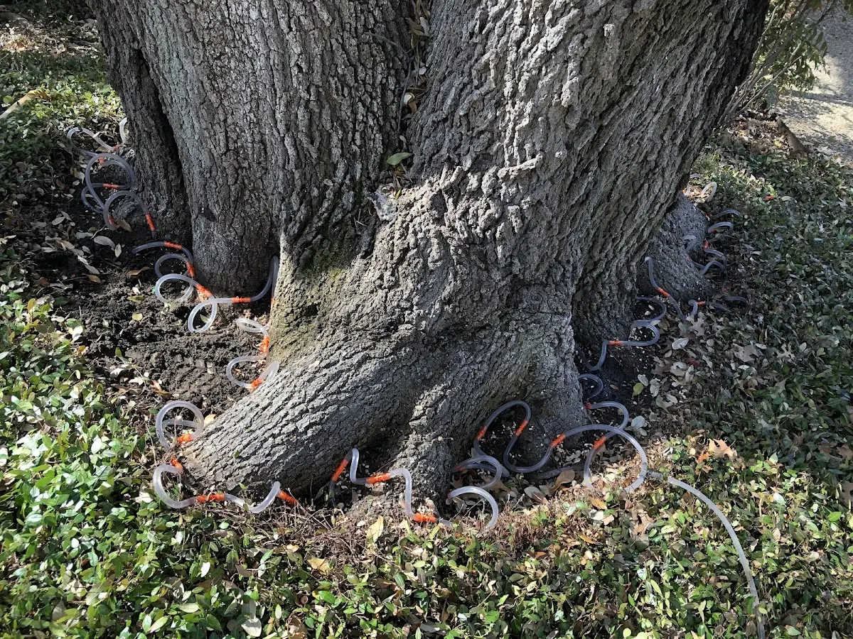 Detailed Tree Cabling and Bracing job site in Bunkie